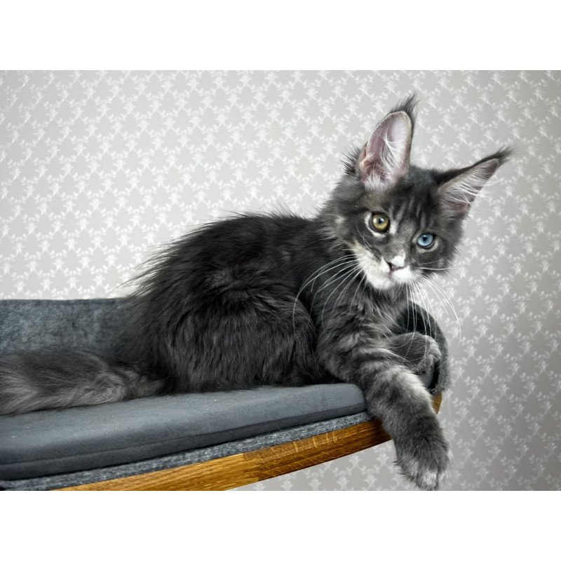 Maine Coon EZ Nail