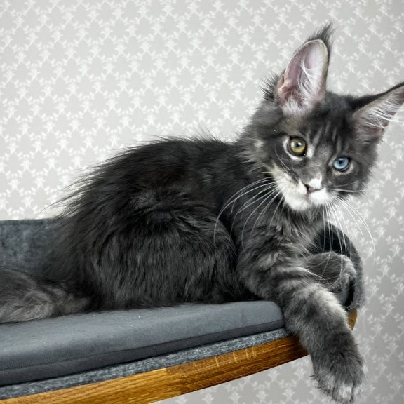 Maine Coon EZ Nail