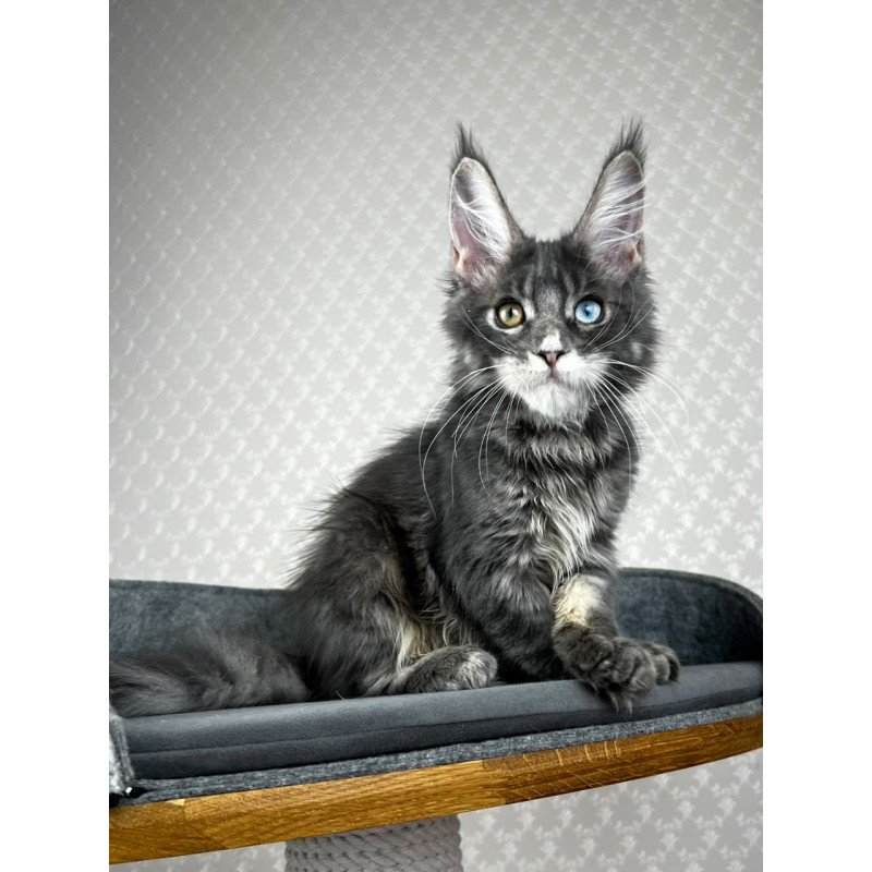 Maine Coon EZ Nail