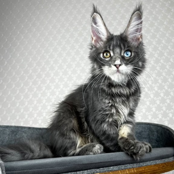 Maine Coon EZ Nail