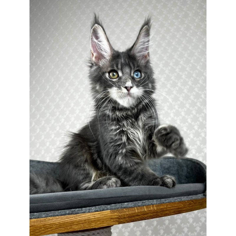 Maine Coon EZ Nail
