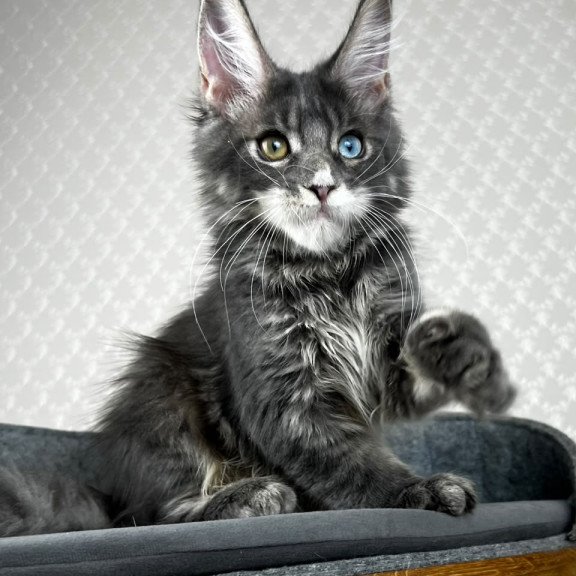 Maine Coon EZ Nail