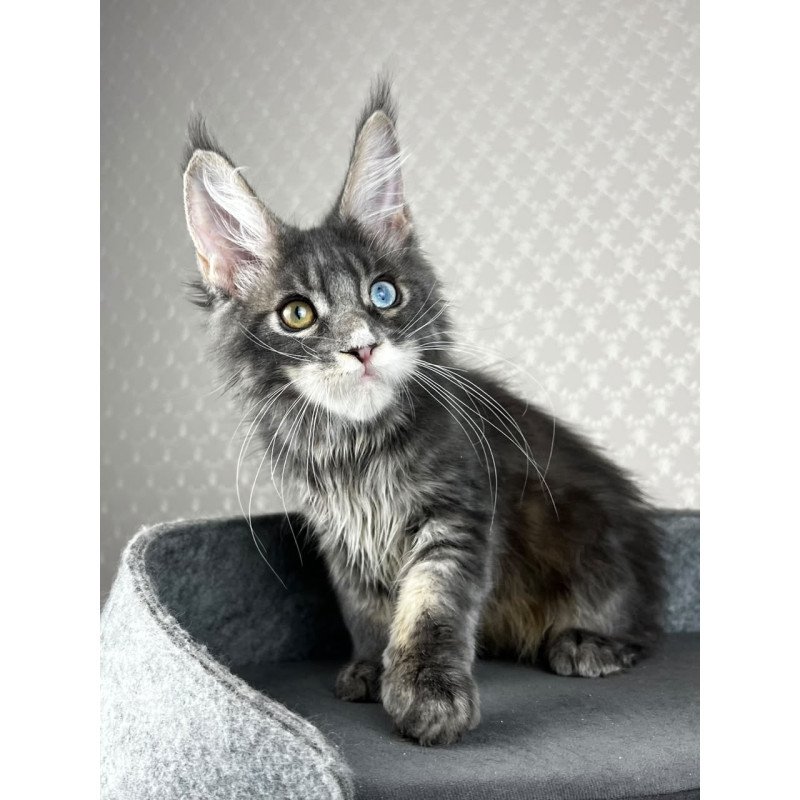 Maine Coon EZ Nail