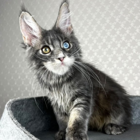Maine Coon EZ Nail