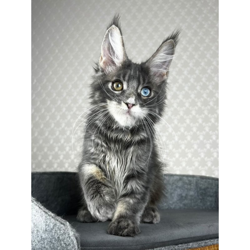 Maine Coon EZ Nail