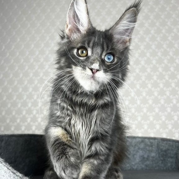Maine Coon EZ Nail