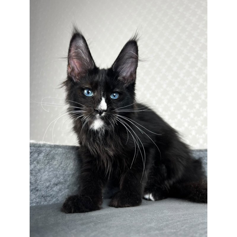 Maine Coon EZ Nymphetamine