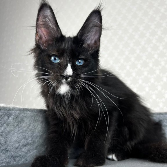 Maine Coon EZ Nymphetamine