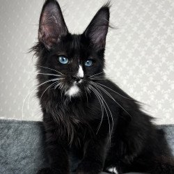 Maine Coon EZ Nymphetamine