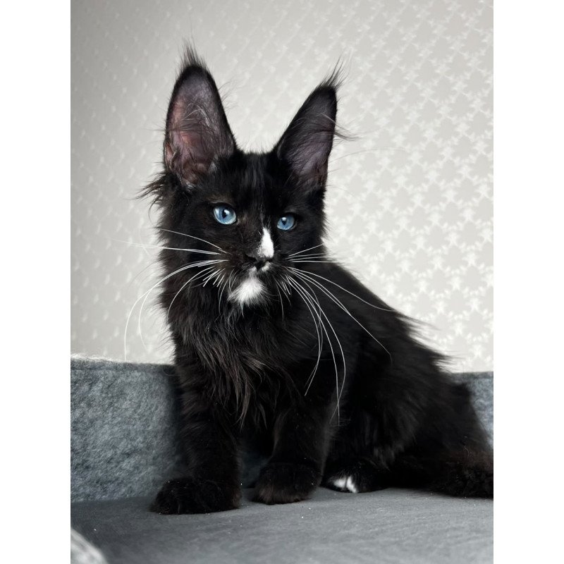 Maine Coon EZ Nymphetamine