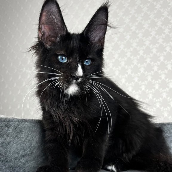 Maine Coon EZ Nymphetamine