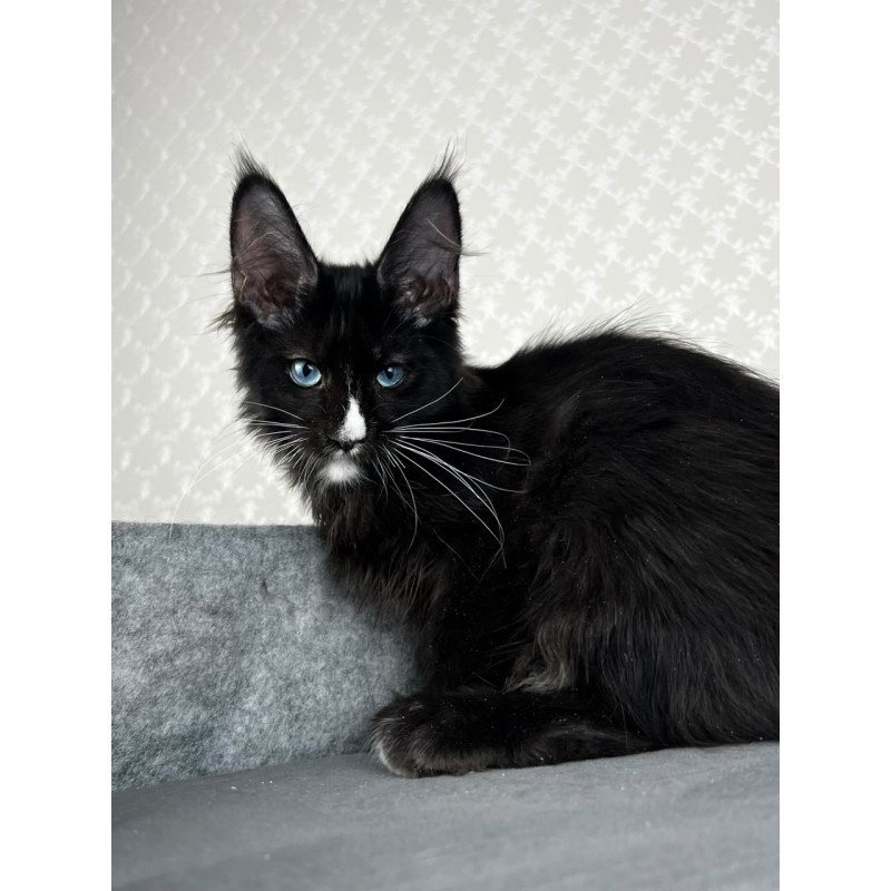 Maine Coon EZ Nymphetamine
