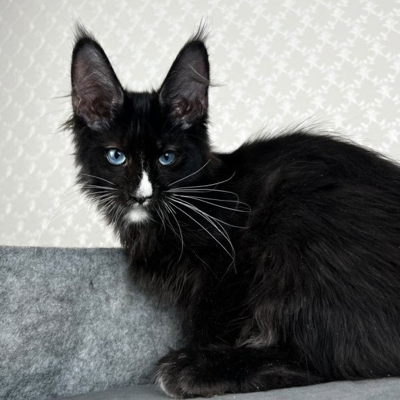 Maine Coon EZ Nymphetamine