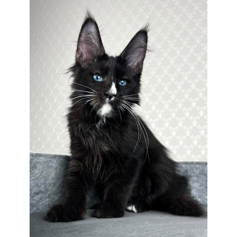 Maine Coon EZ Nymphetamine