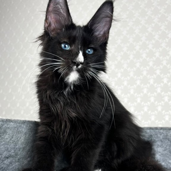Maine Coon EZ Nymphetamine