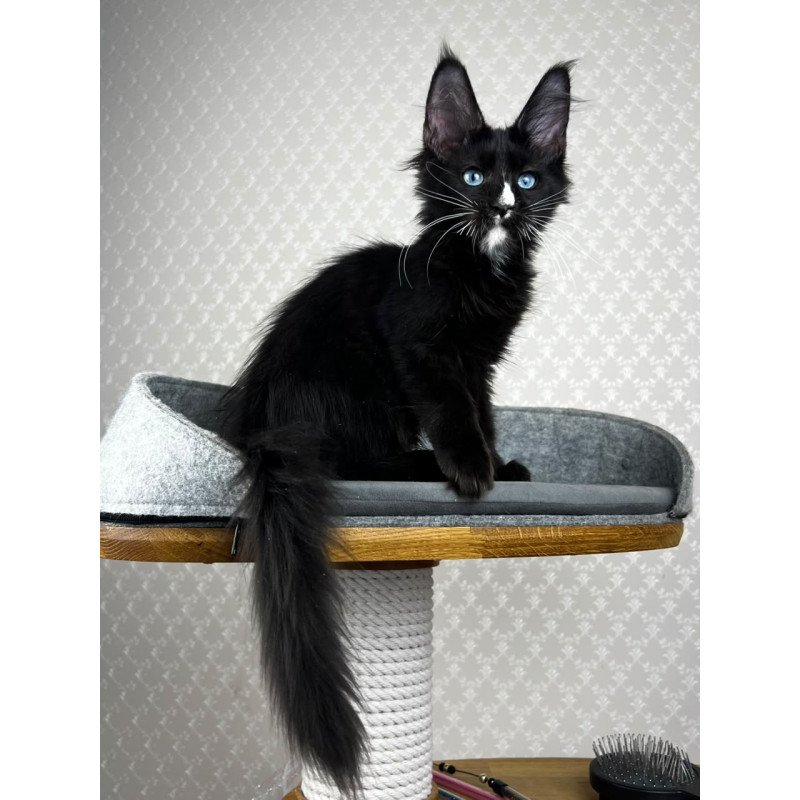 Maine Coon EZ Nymphetamine