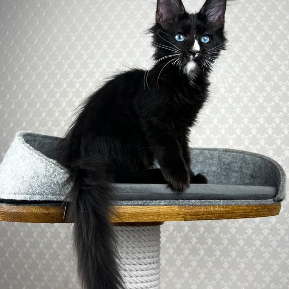 Maine Coon EZ Nymphetamine