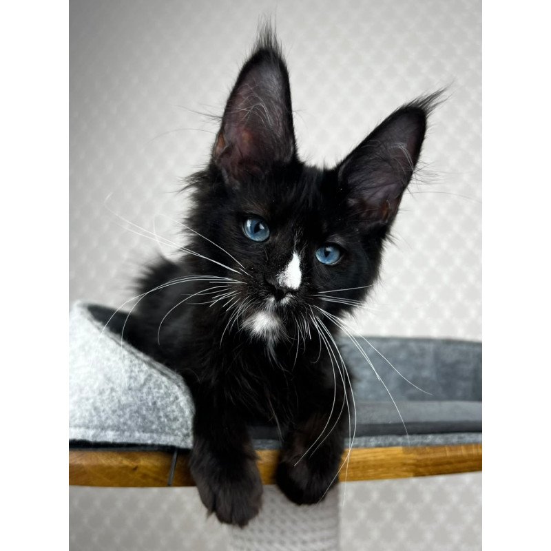Maine Coon EZ Nymphetamine