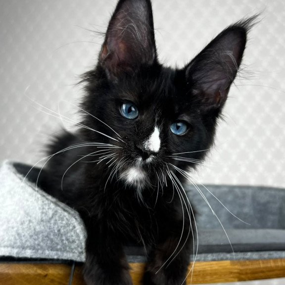 Maine Coon EZ Nymphetamine