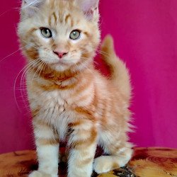 Maine Coon EZ Zolotko
