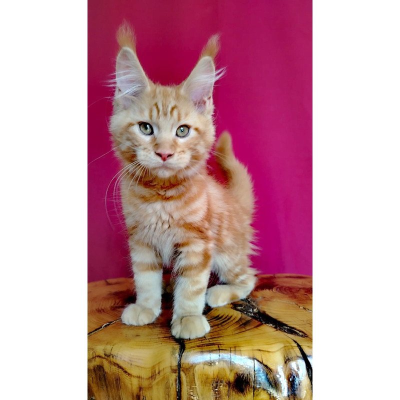 Maine Coon EZ Zolotko