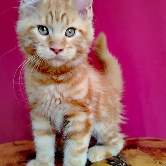 Maine Coon EZ Zolotko