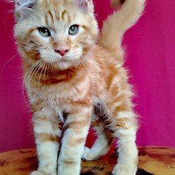 Maine Coon EZ Zolotko