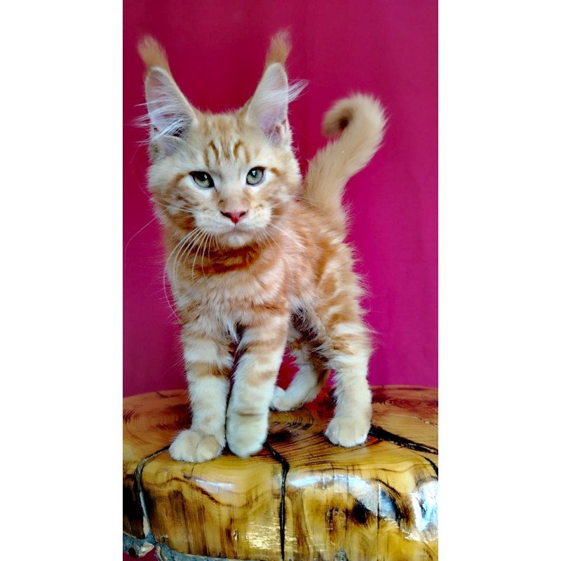 Maine Coon EZ Zolotko