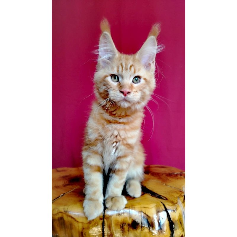 Maine Coon EZ Zolotko