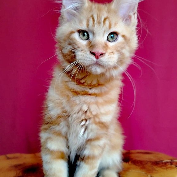 Maine Coon EZ Zolotko