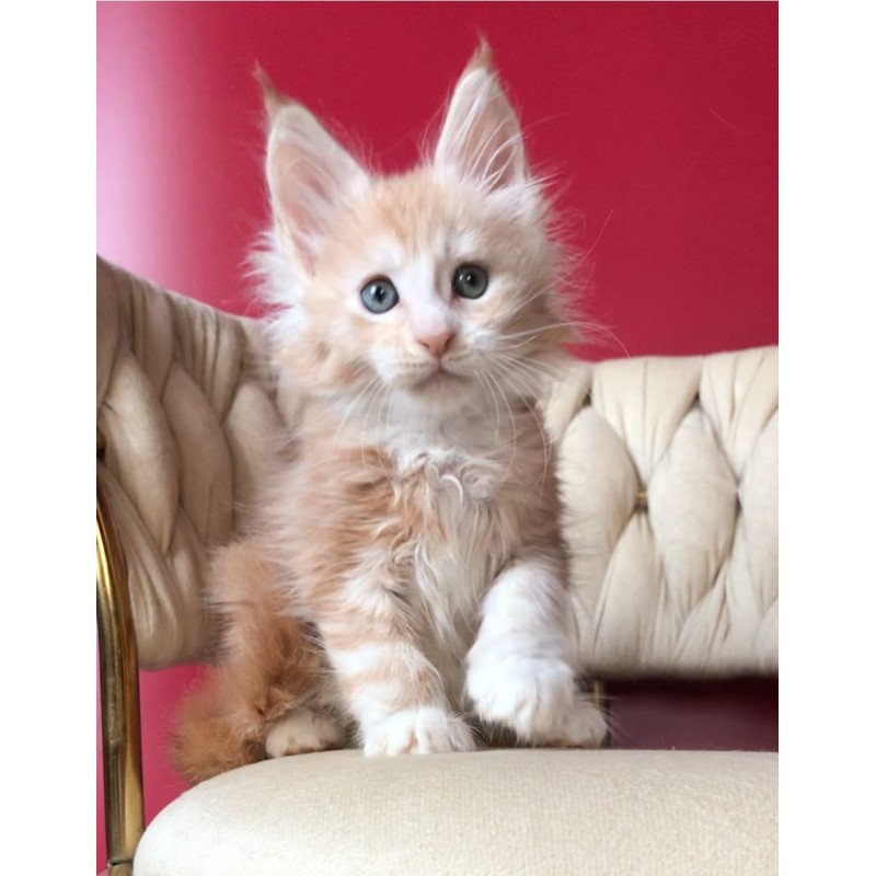 Maine Coon EZ Yarik