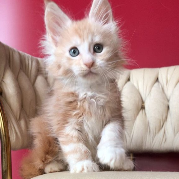 Maine Coon EZ Yarik