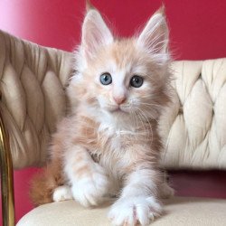 Maine Coon EZ Yarik