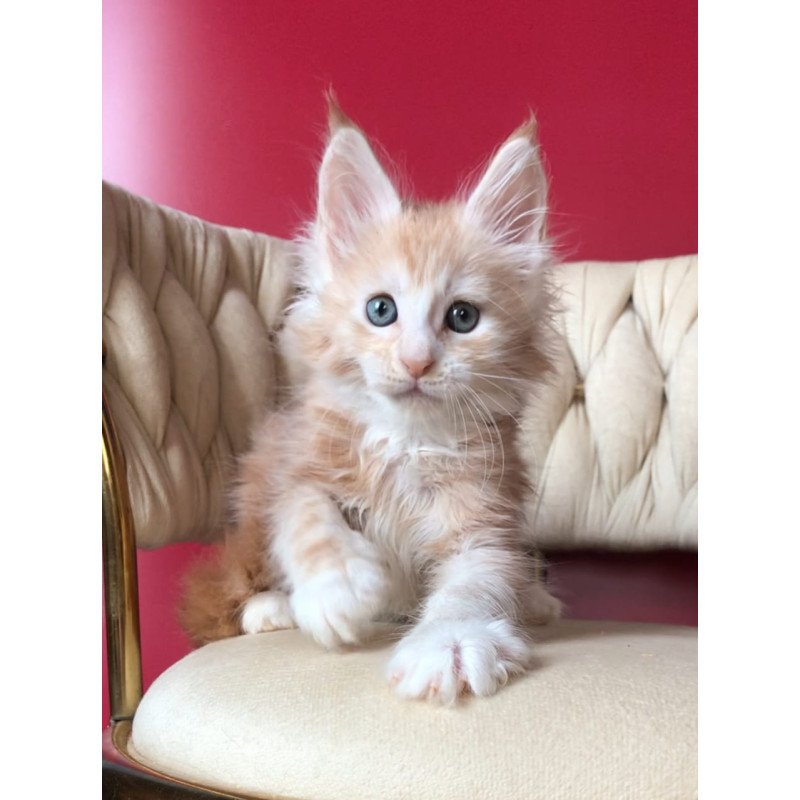 Maine Coon EZ Yarik
