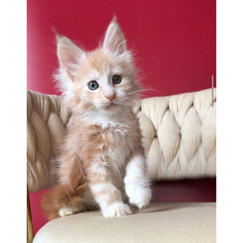 Maine Coon EZ Yarik
