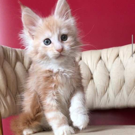 Maine Coon EZ Yarik