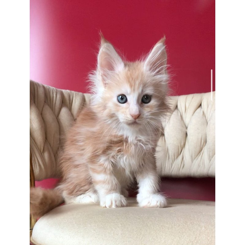 Maine Coon EZ Yarik