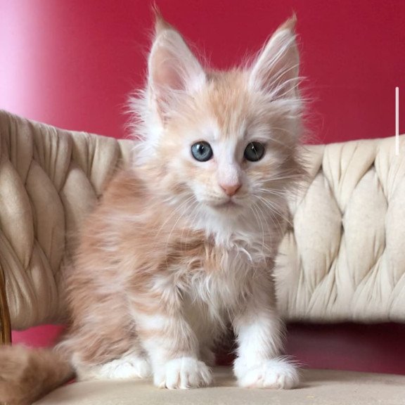 Maine Coon EZ Yarik