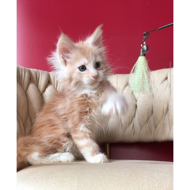 Maine Coon EZ Yarik
