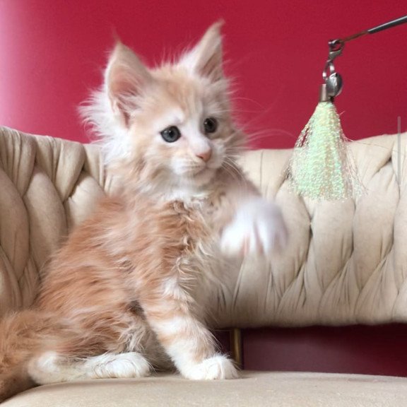 Maine Coon EZ Yarik