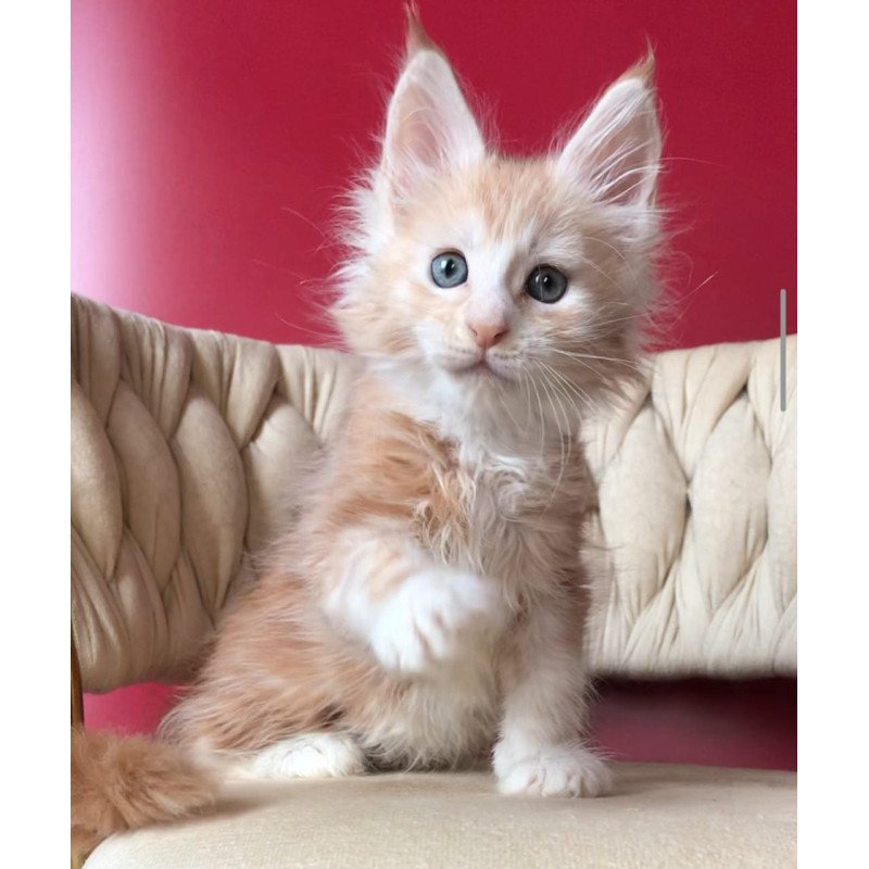 Maine Coon EZ Yarik