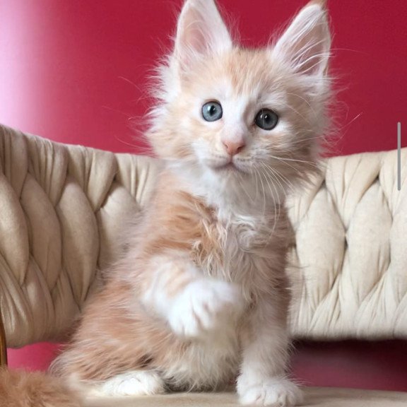 Maine Coon EZ Yarik