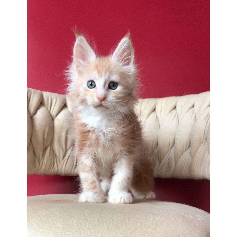 Maine Coon EZ Yarik