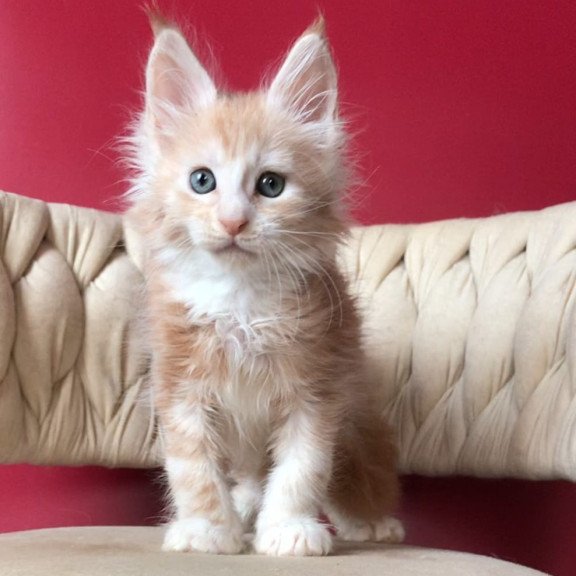 Maine Coon EZ Yarik