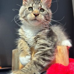 Maine Coon EZ Zabava