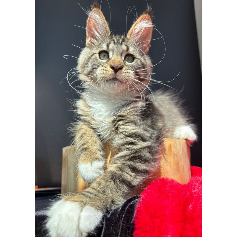 Maine Coon EZ Zabava