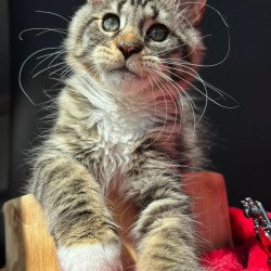 Maine Coon EZ Zabava