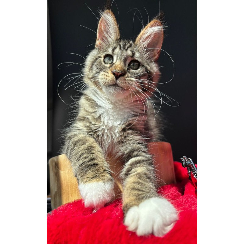 Maine Coon EZ Zabava