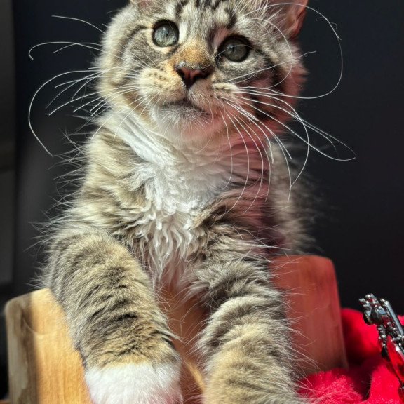 Maine Coon EZ Zabava