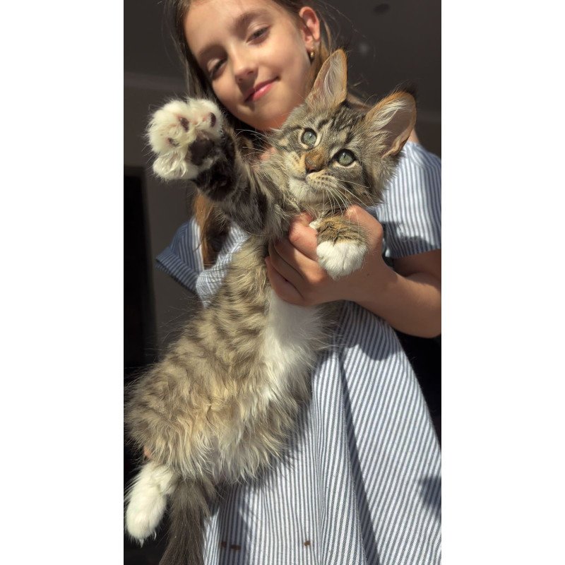Maine Coon EZ Zabava